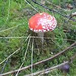 Semesterpark Vakantieverblijf Coo-sy