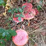 Vakantieverblijf Coo-sy *