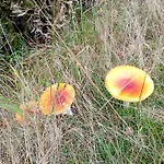 Vakantieverblijf Coo-sy Semesterpark *