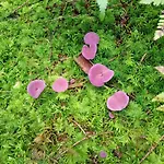 Semesterpark Vakantieverblijf Coo-sy