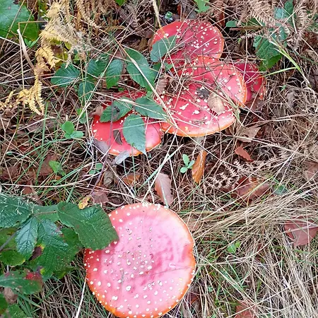 Vakantieverblijf Coo-sy *