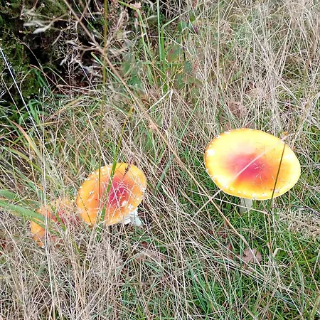 Vakantieverblijf Coo-sy 홀리데이파크 *