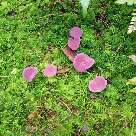 Feriepark Vakantieverblijf Coo-sy