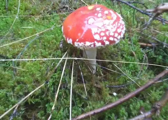 Village de vacances Vakantieverblijf Coo-sy