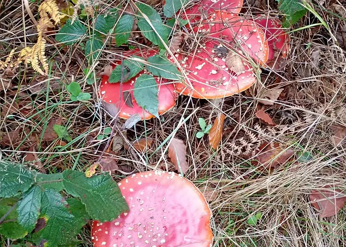 Vakantieverblijf Coo-sy *