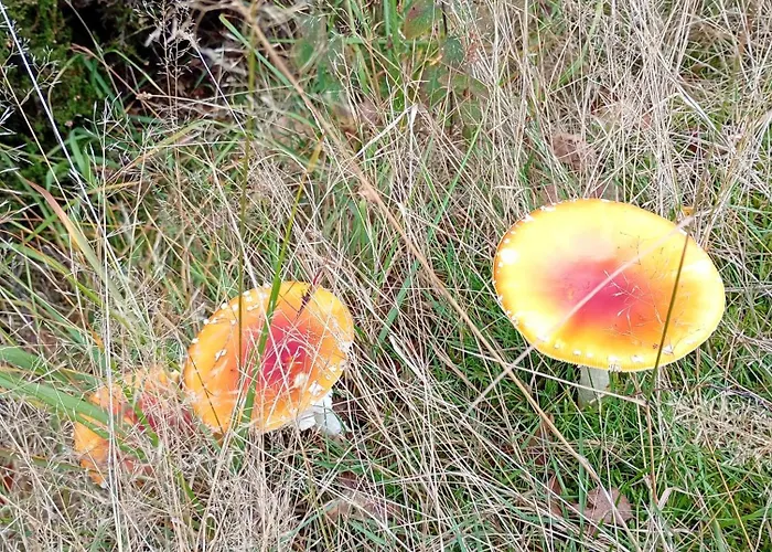 Vakantieverblijf Coo-sy Village de vacances *