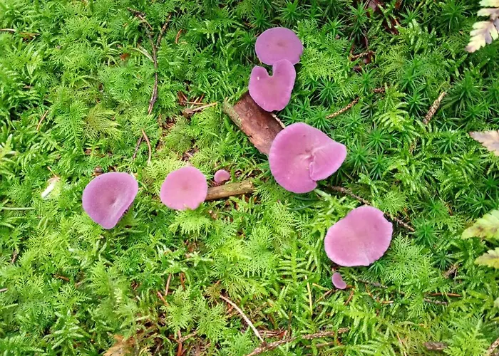 Üdülőpark Vakantieverblijf Coo-sy